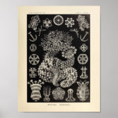  Thuroidea Color Ernst Haeckel Art Print (Voorkant)