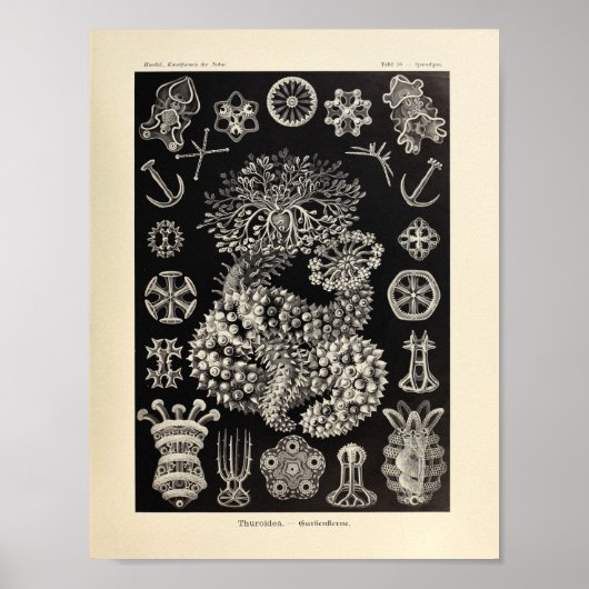  Thuroidea Color Ernst Haeckel Art Print (Voorkant)