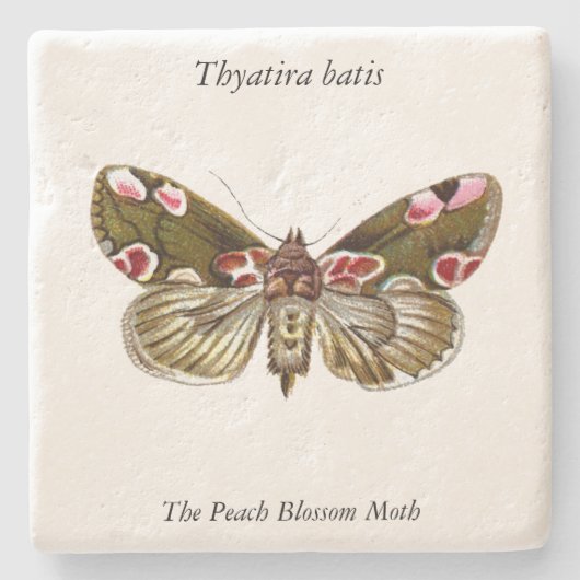 Thyatira batis - de peach Blossom Moth Stenen Onderzetter (Voorkant)