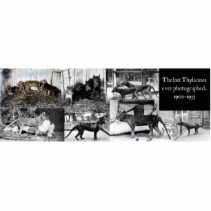 Thylacine Foto's Cutout Magnet/Sculptuur Staand Fotobeeldje