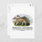 Thylacinus cynocephalus (Tasmaanse tijger of wolf) Briefkaart (Voorkant / Achterkant)