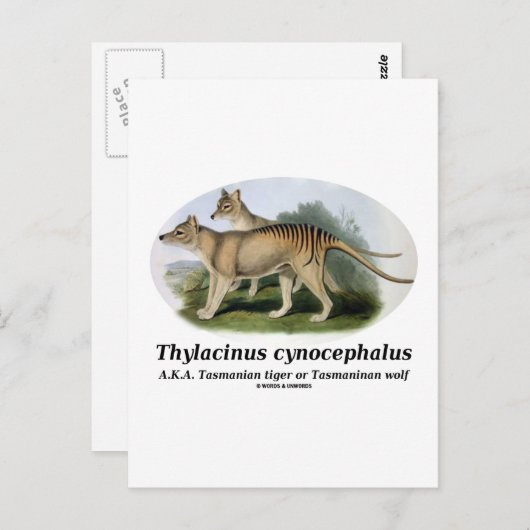 Thylacinus cynocephalus (Tasmaanse tijger of wolf) Briefkaart (Voorkant / Achterkant)