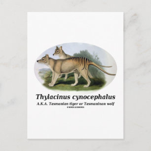 Thylacinus cynocephalus (Tasmaanse tijger of wolf) Briefkaart