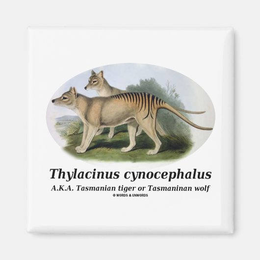 Thylacinus cynocephalus (Tasmaanse tijger of wolf) Magneet (Voorkant)