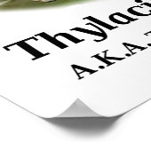 Thylacinus cynocephalus (Tasmaanse tijger of wolf) Poster (Hoek)