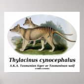 Thylacinus cynocephalus (Tasmaanse tijger of wolf) Poster (Voorkant)