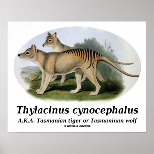 Thylacinus cynocephalus (Tasmaanse tijger of wolf) Poster (Voorkant)