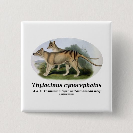 Thylacinus cynocephalus (Tasmaanse tijger of wolf) Vierkante Button 5,1 Cm (Voorkant)