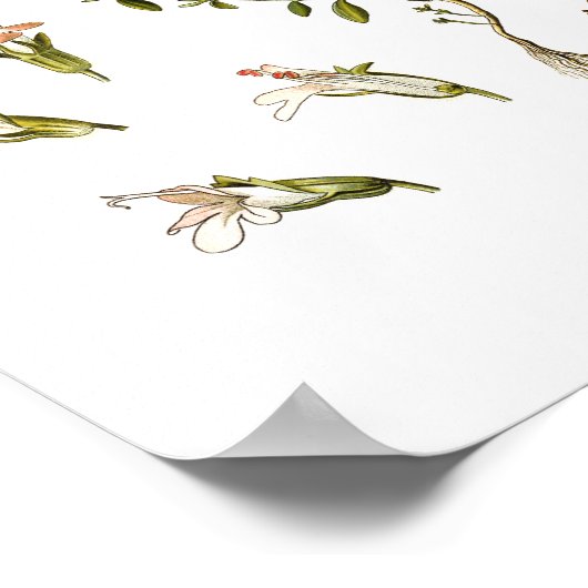 Thyme Herb Botanische illustratie Keukendecor Poster (Hoek)