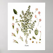 Thyme Herb Botanische illustratie Keukendecor Poster (Voorkant)