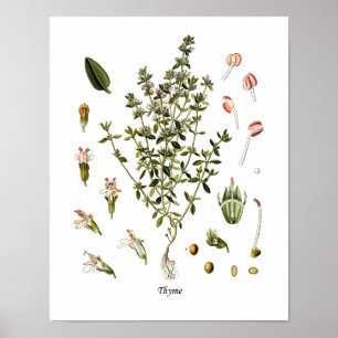 Thyme Herb Botanische illustratie Keukendecor Poster