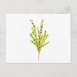 Thyme kruiden Botanische kruiden Briefkaart