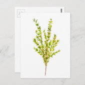 Thyme kruiden Botanische kruiden Briefkaart (Voorkant / Achterkant)