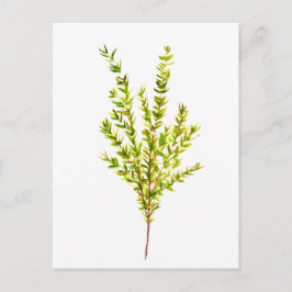Thyme kruiden Botanische kruiden Briefkaart