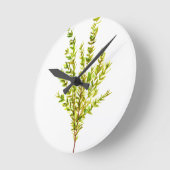 Thyme kruiden Botanische kruiden Ronde Klok (Hoek)