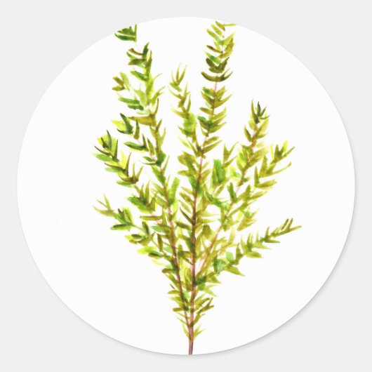 Thyme kruiden Botanische kruiden Ronde Sticker (Voorkant)