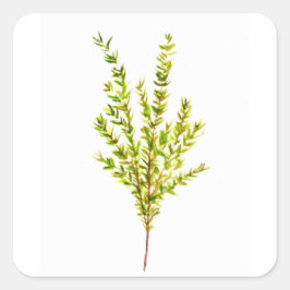 Thyme kruiden Botanische kruiden Vierkante Sticker