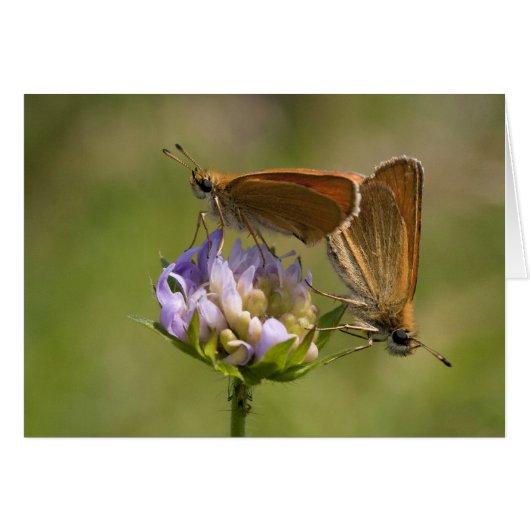 Thymelicus lineola (Voorkant Horizontaal)