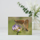 Thymelicus lineola briefkaart (Staand voorkant)