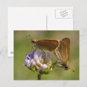 Thymelicus lineola briefkaart (Voorkant / Achterkant)