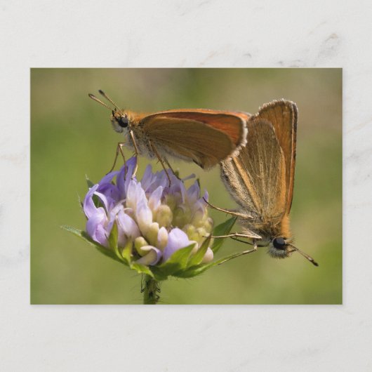 Thymelicus lineola briefkaart (Voorkant)