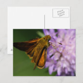 Thymelicus lineola briefkaart (Voorkant / Achterkant)