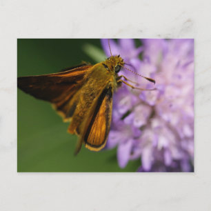 Thymelicus lineola briefkaart