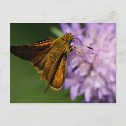 Thymelicus lineola briefkaart (Voorkant)