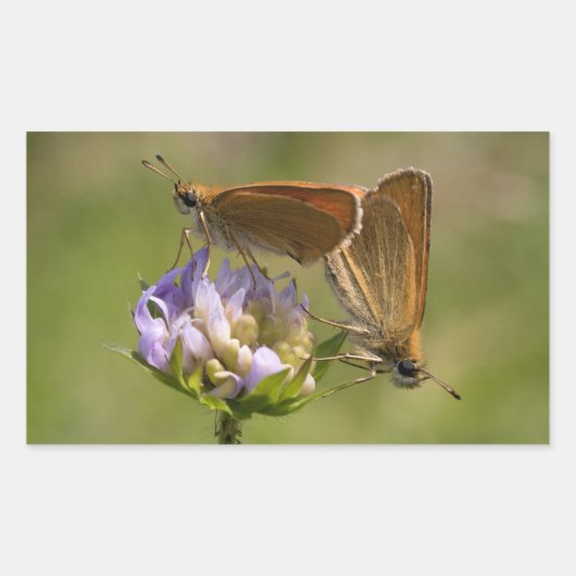 Thymelicus lineola rechthoekige sticker (Voorkant)