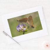 Thymelicus lineola rechthoekige sticker (Envelop)