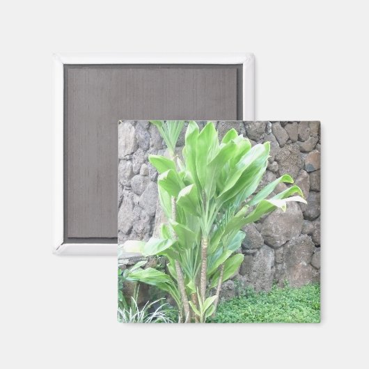 Ti leaf plant magnet (Voorkant / Achterkant)