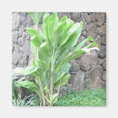 Ti leaf plant magnet (Voorkant)