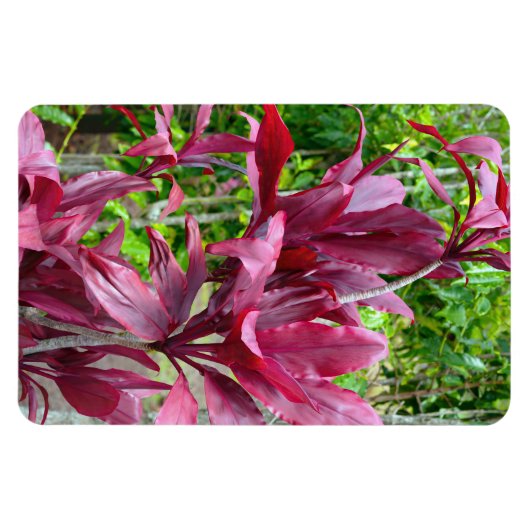 Ti Plant fotomagneet Magneet (Horizontaal)