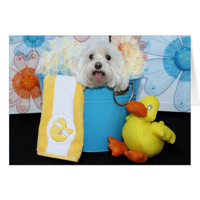 Tia - Maltees (Voorkant Horizontaal)