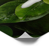 Tiare Blossom Poster (Hoek)