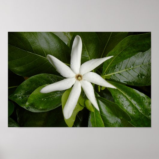 Tiare Blossom Poster (Voorkant)