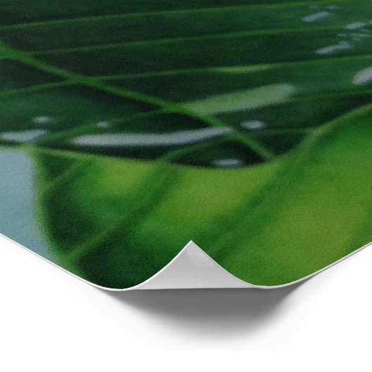 Tiare Tahiti Poster (Hoek)