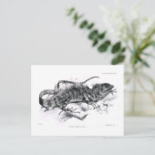 Tiaris tuberculatus briefkaart (Staand voorkant)