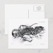 Tiaris tuberculatus briefkaart (Voorkant / Achterkant)