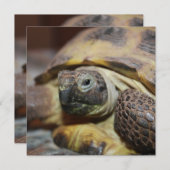 Tibbs (Voorkant / Achterkant)