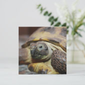 Tibbs (Staand voorkant)