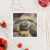 Tibbs Servet (Insitu)