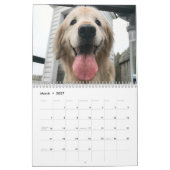 Tiberius' 2020 Golden Retriever Kalender (Mar 2027)