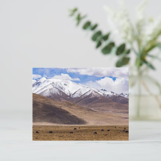 Tibet - Berglandschap met yaks Briefkaart (Staand voorkant)