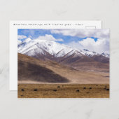 Tibet - Berglandschap met yaks Briefkaart (Voorkant / Achterkant)