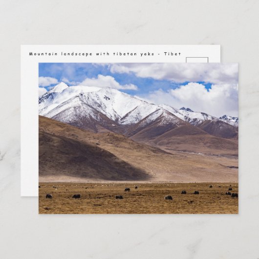 Tibet - Berglandschap met yaks Briefkaart (Voorkant / Achterkant)