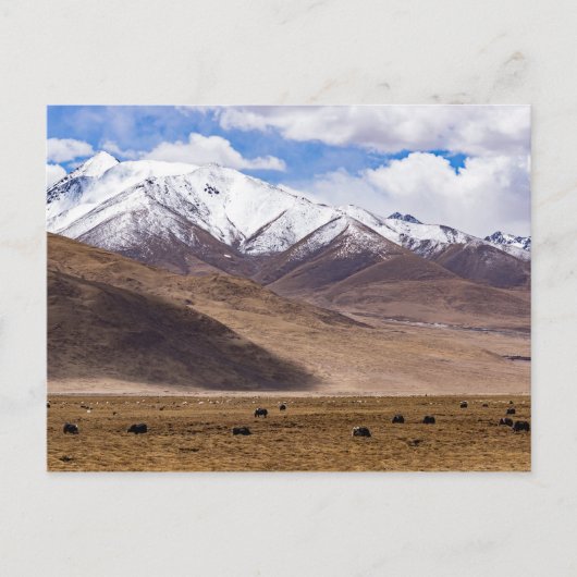 Tibet - Berglandschap met yaks Briefkaart (Voorkant)