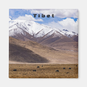 Tibet - Berglandschap met yaks Magneet