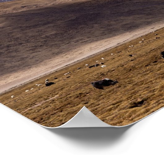 Tibet - Berglandschap met yaks Poster (Hoek)