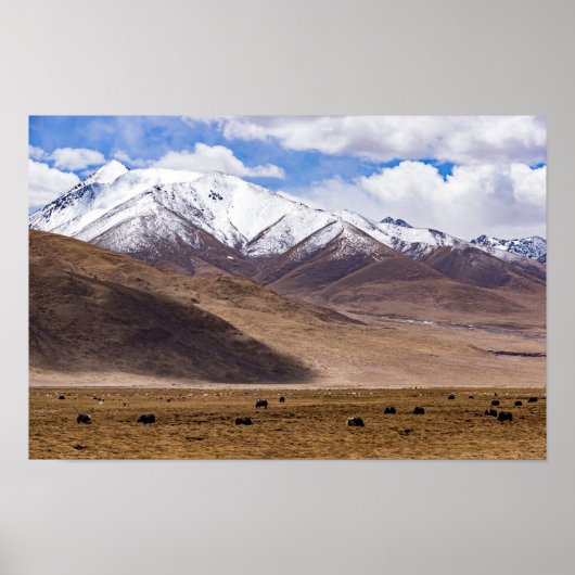 Tibet - Berglandschap met yaks Poster (Voorkant)
